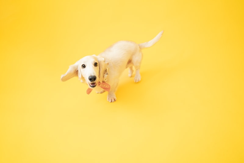 Pet dachshund016 KOL ft. 臘腸狗Cooper