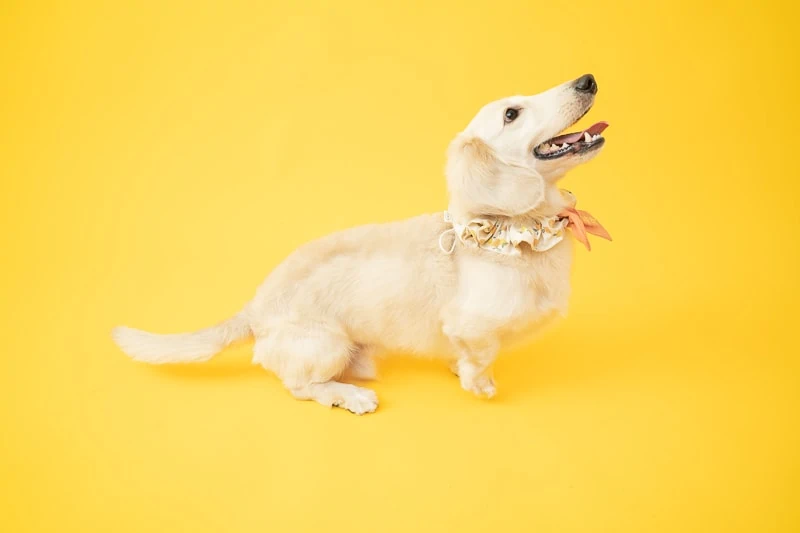 Pet dachshund018 KOL ft. 臘腸狗Cooper